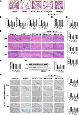 Salidroside Ameliorates Depression by Suppressing NLRP3-Mediated Pyroptosis via P2X7/NF-κB/NLRP3 Signaling Pathway